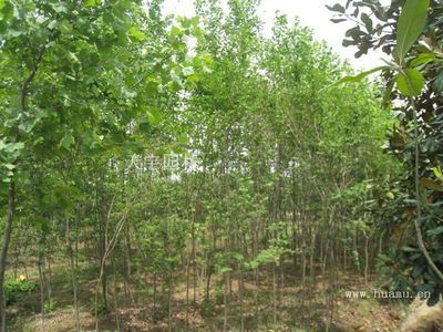 南天竹-河南潢川天宇園林苗木產(chǎn)品