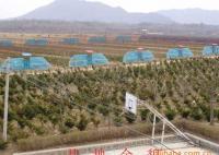 東北紅豆杉1-30年生 灌木、喬木 均有銷售[供應]_綠化苗木_世界工廠網(wǎng)中國產(chǎn)品信息庫