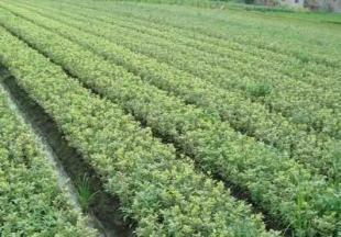 工程綠化苗木&mdash;金邊黃楊_農(nóng)副產(chǎn)品_世界工廠網(wǎng)中國產(chǎn)品信息庫