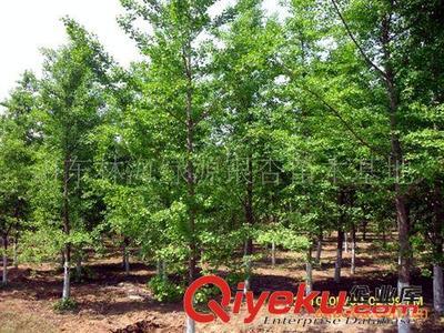 山東郯城縣銀杏苗木協會供應:銀杏、石榴、法桐等綠化工程苗木圖片|山東郯城縣銀杏苗木協會供應:銀杏、石榴、法桐等綠化工程苗木產品圖片由郯城縣林海銀杏苗木培育場公司生產提供-