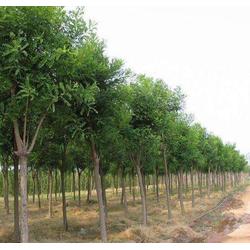 山東中鵬苗木基地 優質國槐 成都國槐