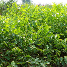 簡陽市和映林果苗木專業合作社