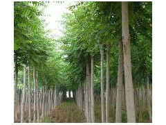 10公分平頭白蠟-2年冒-冠幅3米-樹干直。|林木種子|綠化苗木|供應信息|597苗木網