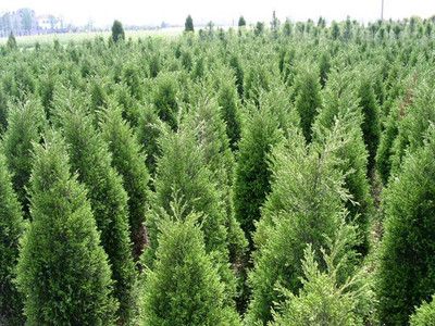 供應山西太原苗木 山西苗木批發 太原苗木培植