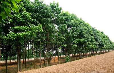 2019年全國這些苗木供不應求