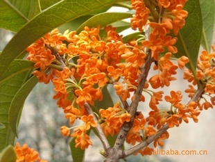 【綠化設(shè)計(jì)圖中的喬木與灌木之分】價(jià)格、產(chǎn)品供應(yīng),綠化設(shè)計(jì)圖中的喬木與灌木之分廠家批發(fā)-1024商務(wù)網(wǎng)