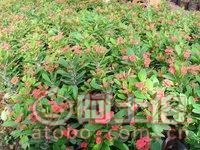 【泉州室內(nèi)綠化盆栽虎刺梅、質(zhì)優(yōu)價(jià)廉】綠化苗木,價(jià)格,廠家,供應(yīng)商,花木,龍海市東泗興輝園藝場(chǎng) - 產(chǎn)品庫