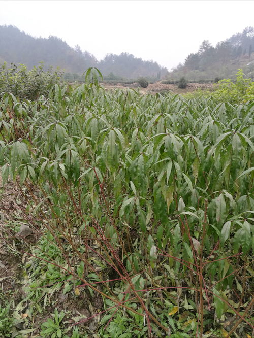 圖片,海量精選高清圖片庫 嵊州市長樂鎮(zhèn)新山種苗冬桃繁育場(chǎng)