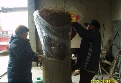 2014年木槿樹(shù)苗價(jià)格 實(shí)生當(dāng)年木槿樹(shù)苗木 質(zhì)優(yōu)價(jià)廉 規(guī)格齊全__世界工廠網(wǎng)