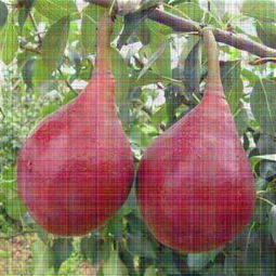 新聞資訊 2年梨樹(shù)苗價(jià)格 中梨1號(hào)梨樹(shù)苗 安徽種植間距 公司 歡迎您