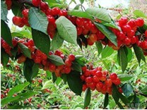 煙臺(tái)大櫻桃苗|煙臺(tái)大櫻桃苗批發(fā)|煙臺(tái)大櫻桃苗哪家好|廠家供應(yīng)圖片|煙臺(tái)大櫻桃苗|煙臺(tái)大櫻桃苗批發(fā)|煙臺(tái)大櫻桃苗哪家好|廠家供應(yīng)產(chǎn)品圖片由煙臺(tái)果真天然大櫻桃苗木合作社公司生產(chǎn)提供-