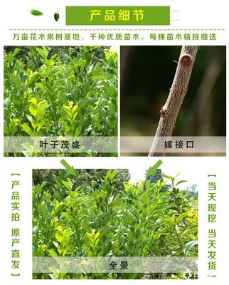 泰安李子樹(shù)苗價(jià)格及品種規(guī)格詳解：以1公分、2公分恐龍蛋李子樹(shù)苗為例