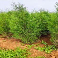山東特選綠化苗木基地 1米與2米容器側柏價格及選購指南