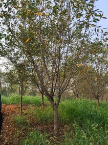 賀萬順苗木種植園入駐苗木通，專注優質苗木之路