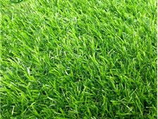 郴州市蘇仙區(qū)湘綠草皮苗木基地產品展示