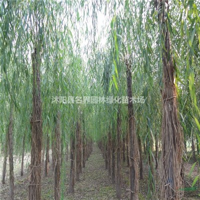 沭陽縣名界園林綠化苗木場 專業(yè)苗木供應與綠化服務