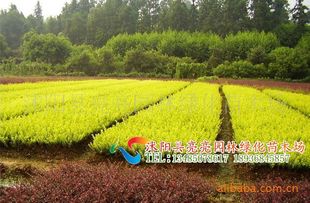 農(nóng)苗網(wǎng)攜手沭陽亮亮園林，優(yōu)質(zhì)金葉女貞床苗與小苗全面供應(yīng)
